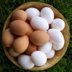 mand-eieren300300